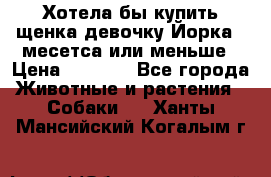 Хотела бы купить щенка девочку Йорка 2 месетса или меньше › Цена ­ 5 000 - Все города Животные и растения » Собаки   . Ханты-Мансийский,Когалым г.